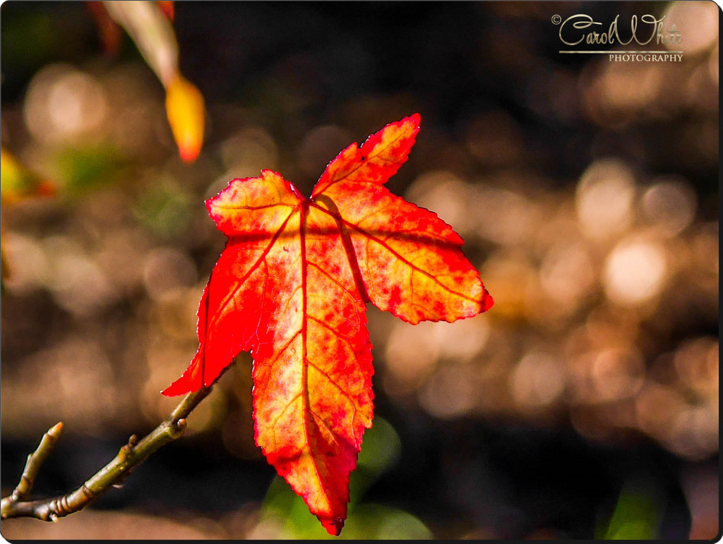 Sunlit Leaf by carolmw