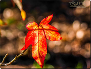 9th Dec 2015 - Sunlit Leaf