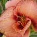 Orange Day Lily by selkie