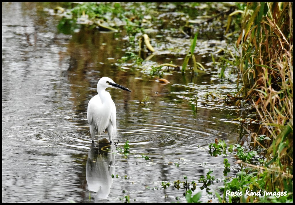 Little Egret by rosiekind