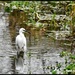 Little Egret by rosiekind