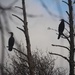 8 December 2015 A pair of Cormorants looking at the storm clouds gathering by lavenderhouse