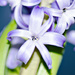 Hyacinth close up by elisasaeter