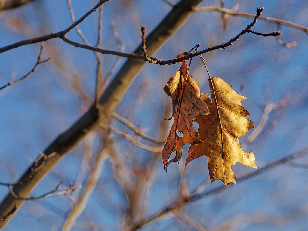 Oak Leaves  by gardencat