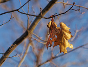 9th Dec 2015 - Oak Leaves 