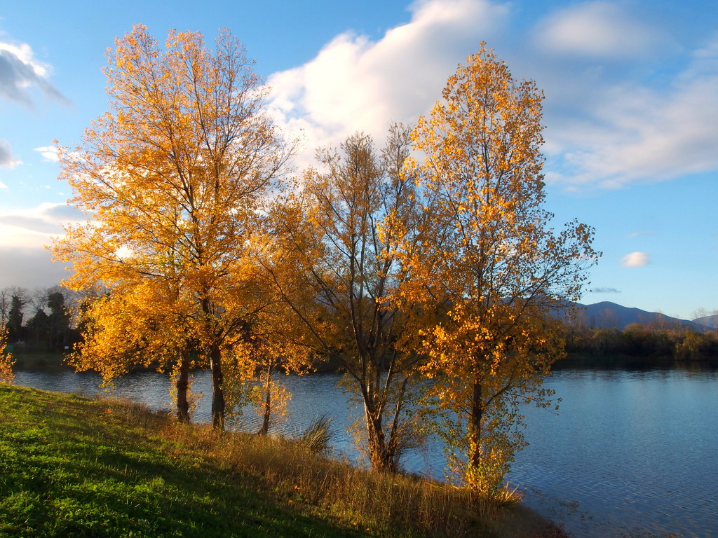 Golden trees by laroque