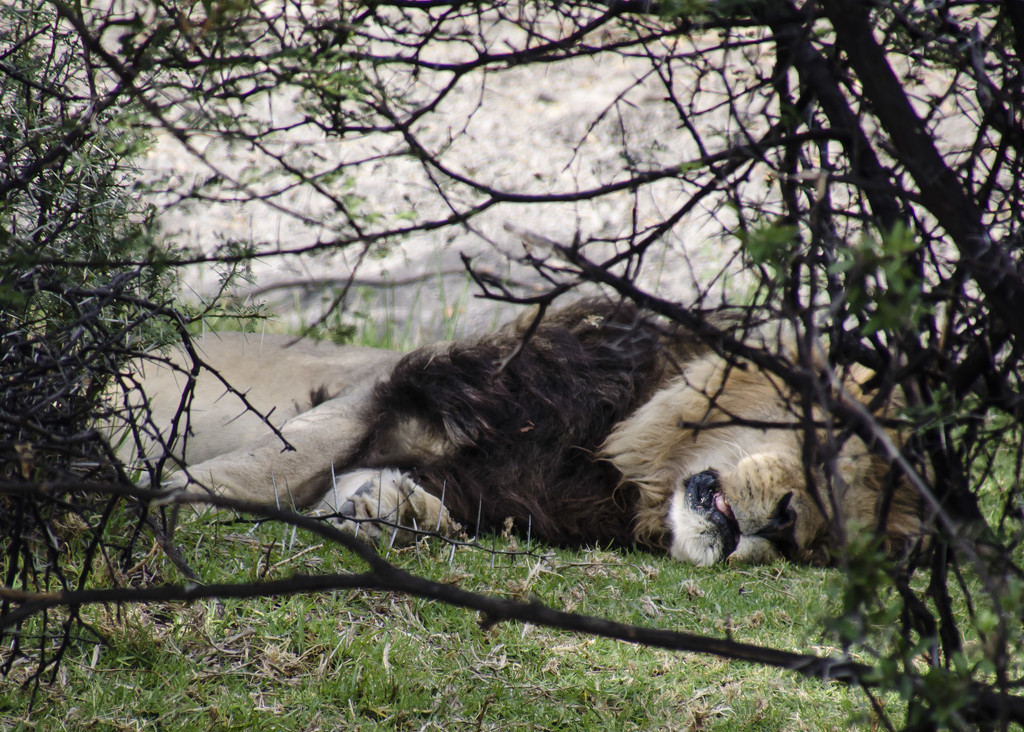A Sleeping Lion by salza