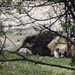 A Sleeping Lion by salza