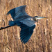 Great Blue Heron by rminer