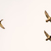 Mallards Three in Flight Wings Open by rminer