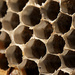 Wasps Nest! by fayefaye