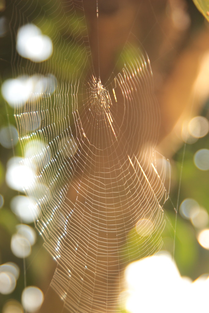 Spider web by belucha