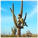 Cactus Yogi by wilkinscd