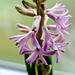 Pink Hyacinth  by elisasaeter