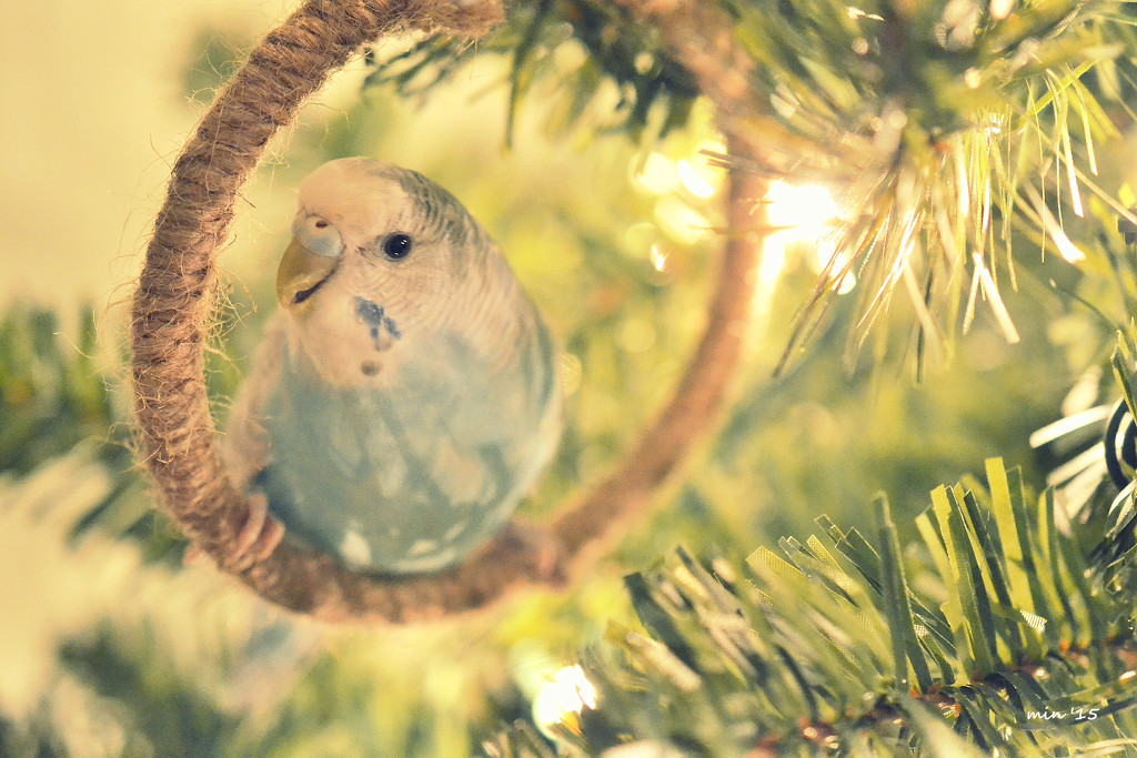A Budgie in a Christmas Tree by mhei
