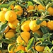 A Bumper Crop of Lemons by markandlinda