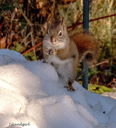 10th Dec 2015 - The Praying Squirrel 