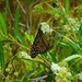 Monarch Butterfly... by happysnaps