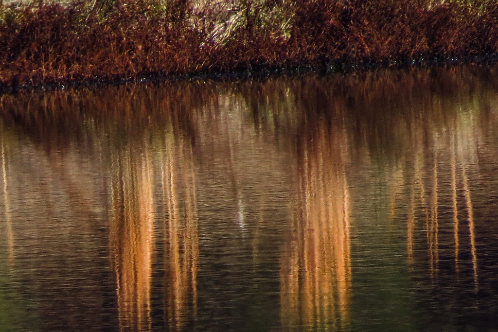 Late Fall Reflections by milaniet