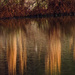Late Fall Reflections by milaniet