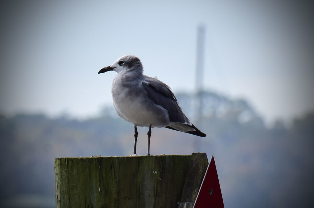 Lone Seagull on the piling.   by rickster549