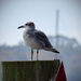 Lone Seagull on the piling.   by rickster549