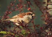 11th Dec 2015 - Male Sparrow