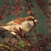 Male Sparrow by shepherdmanswife