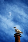 10th Dec 2015 - Flashback - Moongazing seagull