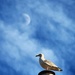 Flashback - Moongazing seagull by swillinbillyflynn