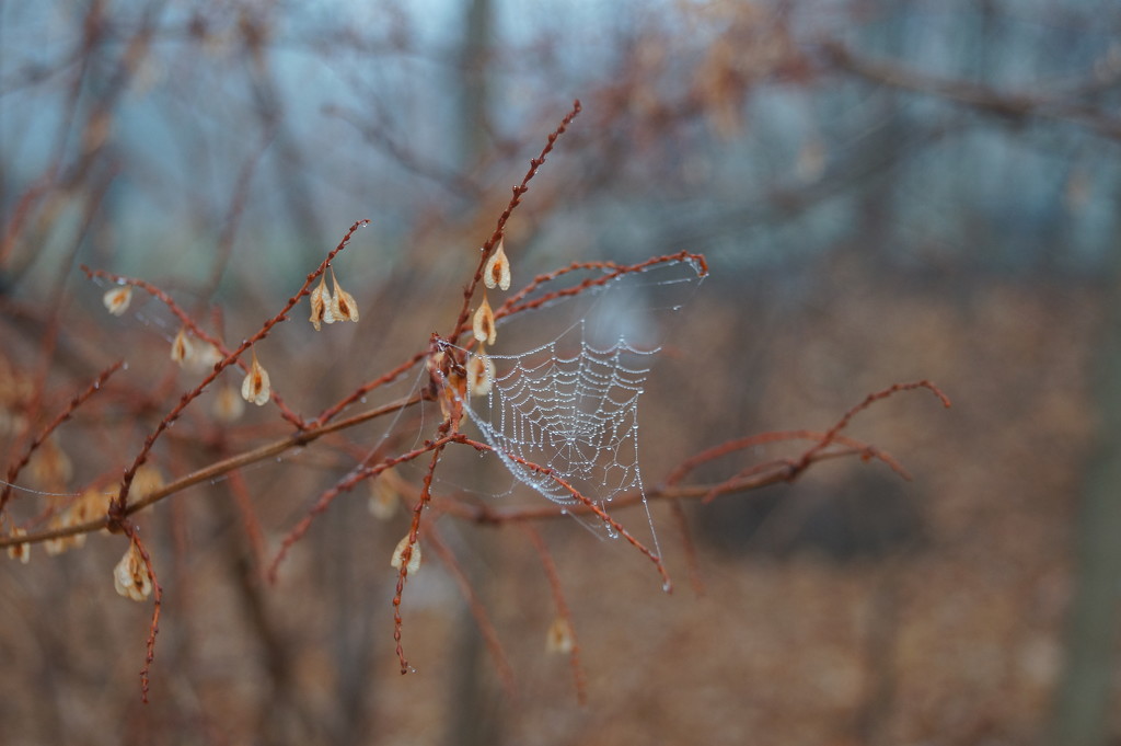 Late Autumn Web. by meotzi