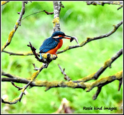 11th Dec 2015 - kingfisher with fish