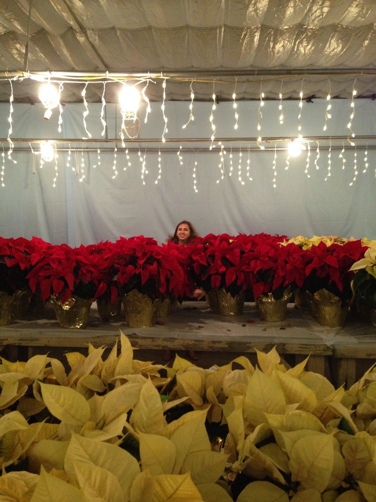 among the poinsettias by wiesnerbeth