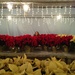 among the poinsettias by wiesnerbeth
