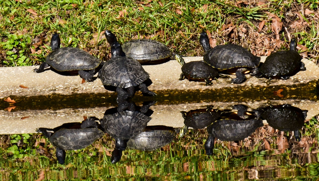 Sunning Turtles by rickster549
