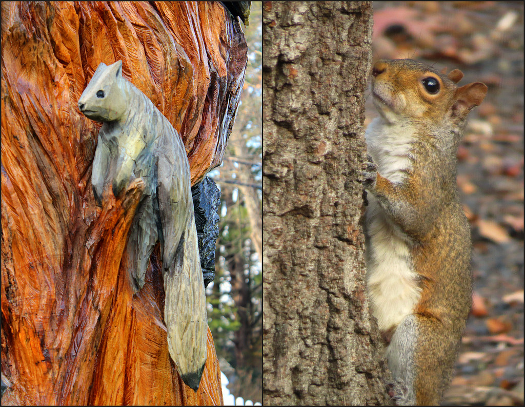 Two Squirrels for an Animal Shot by olivetreeann