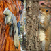 Two Squirrels for an Animal Shot by olivetreeann