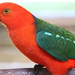 King Parrot by terryliv
