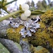 Mistletoe...   Viscum album. by snowy