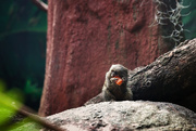 11th Dec 2015 - Pygmy Marmoset at the Wellington Zoo