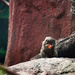 Pygmy Marmoset at the Wellington Zoo by kiwichick