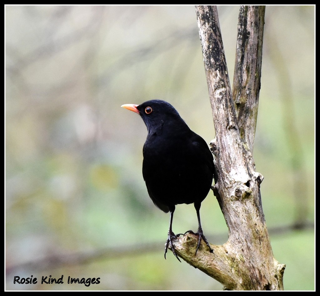 Perching blackbird by rosiekind