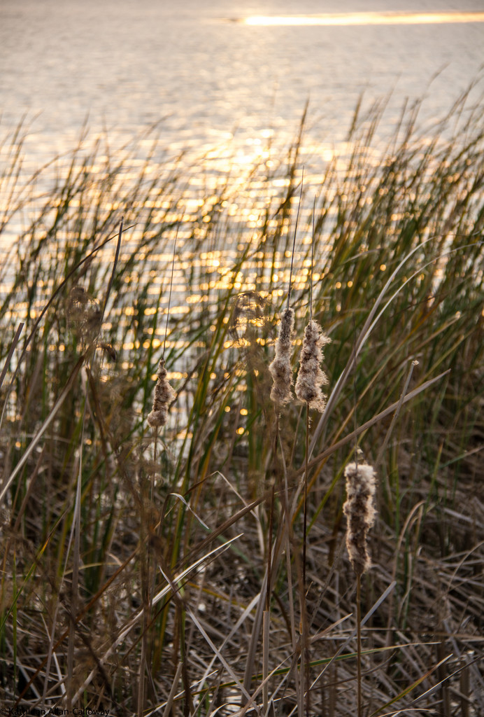 Sun on cattails by randystreat
