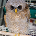 Wood Owl by salza