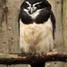 Spectacled Owl by shepherdmanswife
