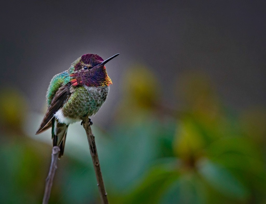 Annas Hummingbird Sitting On A Stick In the Wind  by jgpittenger