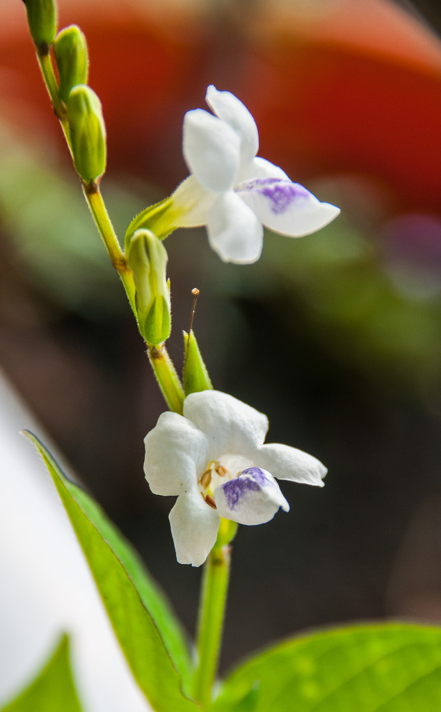 minature wild orchid by ianjb21