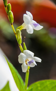 17th Nov 2015 - minature wild orchid