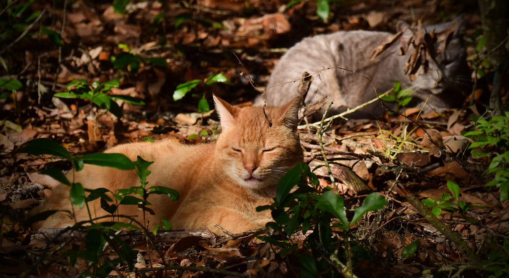 Think I'll Take a Cat-nap!! by rickster549