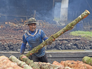 9th Dec 2015 - Timber worker, Mangrove Tree, Perak